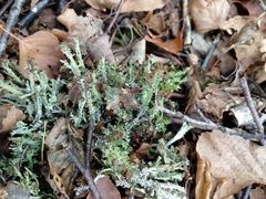 Cladonia phyllophora