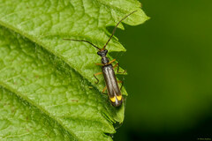 Malthinus biguttatus