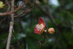 Couroupita guianensis