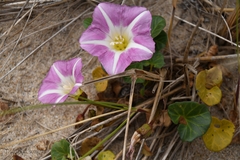 Calystegia soldanella