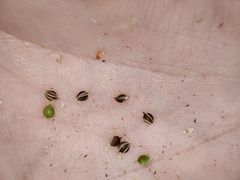 Schoenoplectus lacustris