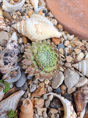 Sempervivum arachnoideum