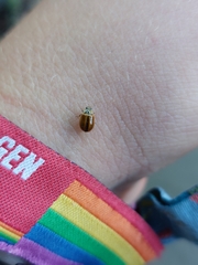 Aphidecta obliterata