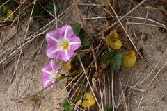 Calystegia soldanella