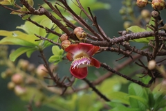 Couroupita guianensis