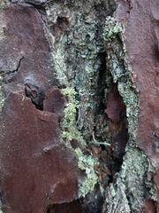 Cladonia parasitica