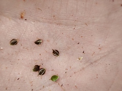 Schoenoplectus lacustris