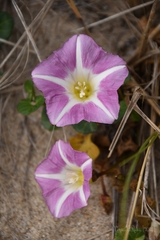 Calystegia soldanella
