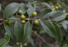 Memecylon pauciflorum