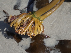 Ecklonia maxima