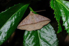 Ugia purpurea