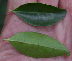 Memecylon pauciflorum