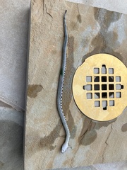 Thamnophis cyrtopsis