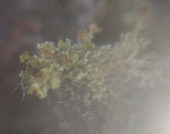 Cladonia parasitica