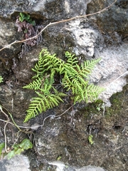 Pityrogramma chrysophylla gabrielae