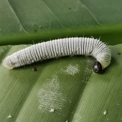 Erionota torus