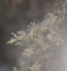 Cladonia parasitica