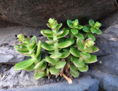 Sedum ebracteatum