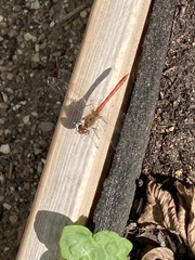 Sympetrum vulgatum