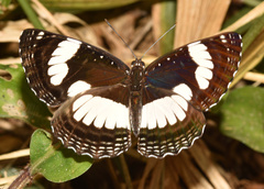 Neptis laeta