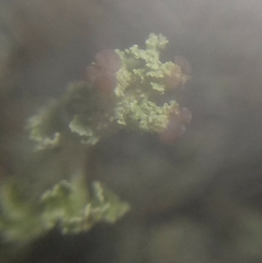 Cladonia parasitica