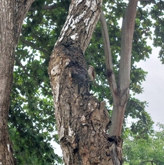 Campylorhynchus griseus