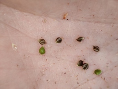 Schoenoplectus lacustris