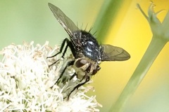 Juriniopsis adusta