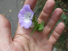 Nicandra physalodes