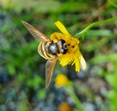 Sericomyia silentis