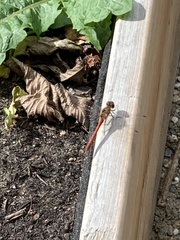 Sympetrum vulgatum
