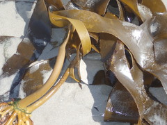 Ecklonia maxima