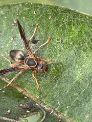 Fuscopolistes