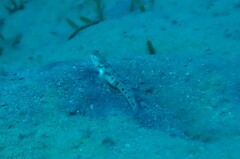 Psilogobius