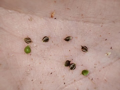 Schoenoplectus lacustris