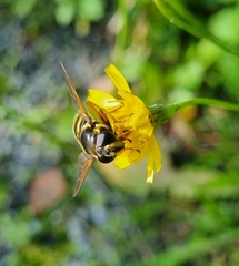 Sericomyia silentis