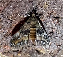 Elophila obliteralis