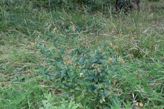 Vicia unijuga