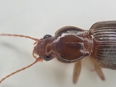 Gastrellarius honestus