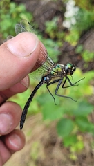 Somatochlora uchidai