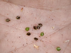 Schoenoplectus lacustris