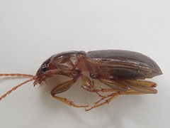 Gastrellarius honestus