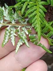 Pityrogramma chrysophylla gabrielae