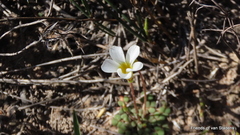 Oxalis fergusonae