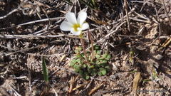 Oxalis fergusonae