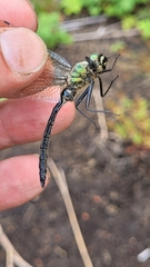 Somatochlora uchidai