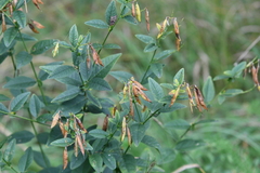 Vicia unijuga