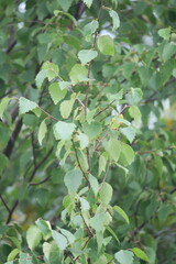 Betula pubescens