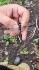 Somatochlora uchidai