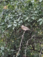 Turdus pilaris